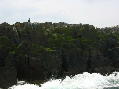 Birds, rocks and waves.