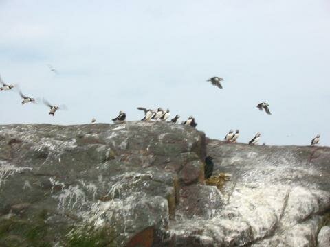 Birds flying off