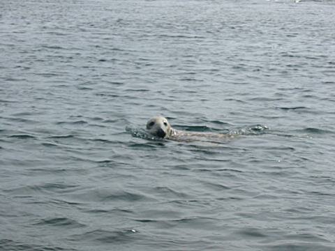 A seal