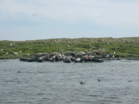 Seals