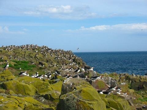 Puffins nesting