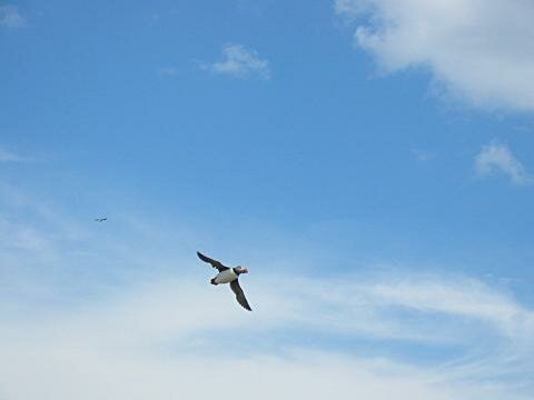 Puffin in flight